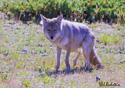 Canis latrans